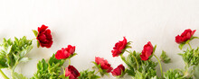 Red Flowers On Light Background, Space For Text