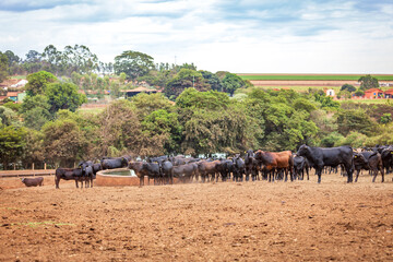 Angus cattle herd at feed lot in Brazil's coutryside. Agribusiness photography