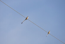 Scissor-tailed Flycatchers Sitting On A Wire
