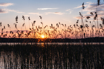 Silhouette of dry wild grass and orange evening sky on the background. Nature background.