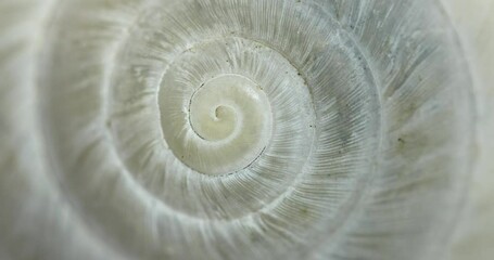 Poster - Circular shape endless spiral movement with shell texture