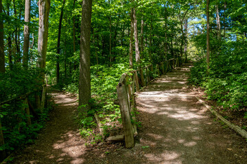 a walking path through a forest forks into two directions in the humber arboretum in etobicoke (toro