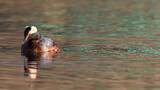 Fototapeta Lawenda - Horned Grebe (Podiceps auritus) swimming in a pond at sunset with beautiful colors reflecting in lake wildlife background
