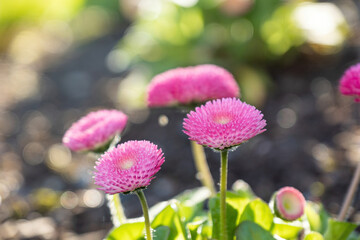 beautiful pink common daisy flowers blooming under the sun in the garden