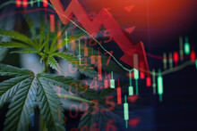 Cannabis Business With Marijuana Leaves And Stock Graph Charts On Stock Market Exchange Trading Investment, Commercial Cannabis Medicine Money Finance Trade Profit Up Trends And Crisis Red Down Loss
