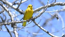Yellow Warbler Up In The Trees Singing