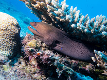 Moray Eel Under A Coral On A Reef At The Bottom Of The Indian Ocean