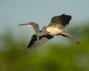 Wall Mural - Tricolor Heron