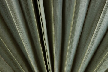 Canvas Print - Dry palm leaf texture close up. Plant backgraund.Poster