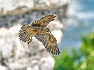 Wall Mural - Peregrine falcon (Falco peregrinus) Juvenile