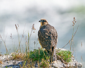 Wall Mural - Peregrine falcon (Falco peregrinus) Juvenile