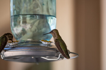 Two hummingbirds at a feeder