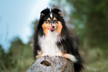 Cute, Smiling Fluffy Black White Tricolor Shetland Sheepdog, Little Sheltie Portrait On A Stump With Blue Sky Background. Funny Picture Of Small Collie, Lassie Dog  On Spring Summer Time