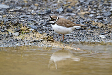 Wall Mural - Little Ringed Plover // Flußregenpfeifer (Charadrius dubius)