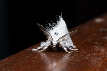 Wall Mural - Sphrageidus similis the gold tail moth front view stock photo