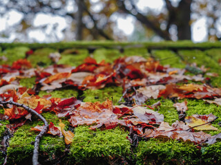 Wall Mural - Fallen brown color leaf on a green moss covering old wooden roof, autumn or fall season. Selective focus. Nobody