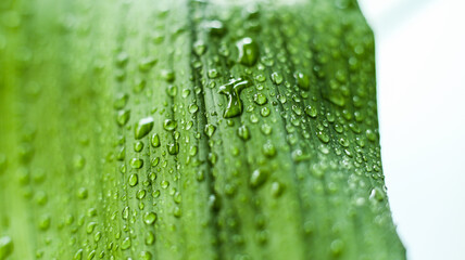 Wall Mural - Green leaf in drops of water