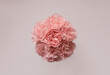 canvas print picture - Spraynelken rosa close up, Hintergrund rosa