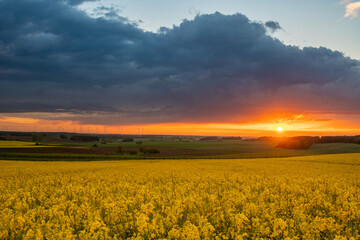 Wall Mural - beautiful sunset over a field of flowering rapeseed