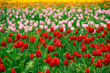 Wall Mural - Tulip field in the Netherlands with beautifully colored blooming tulips