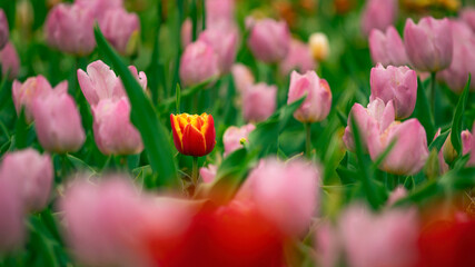 Wall Mural - Tulip field in the Netherlands with beautifully colored blooming tulips