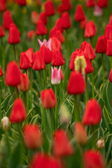 Wall Mural - Tulip field in the Netherlands with beautifully colored blooming tulips