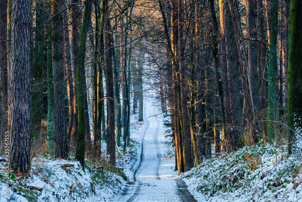 Ścieżka w lesie przysypana białym śniegiem - obrazy, fototapety, plakaty 