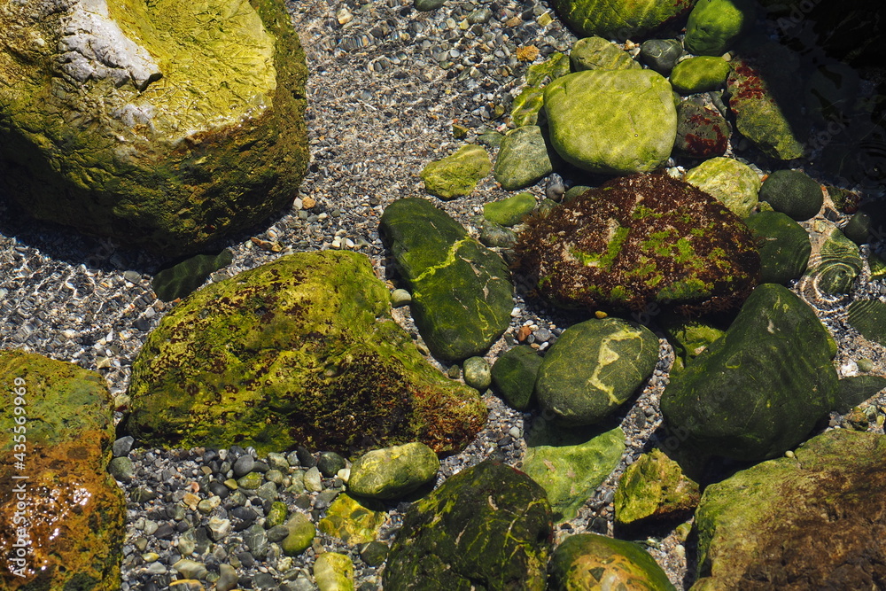 Zielone kamienia w płytkiej morskie wodzie przy brzegu - obrazy, fototapety, plakaty 