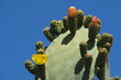 Kwitnące kwiaty kaktusa na tle czystego nieba