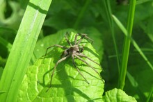 Spider In The Garden On Natural Green Background