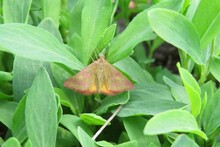 Brown Butterfly Moth On Leafs