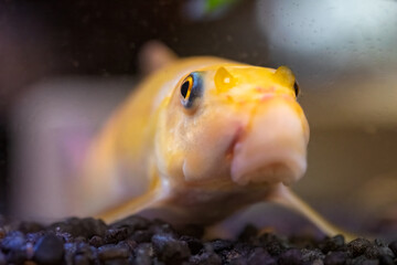 Wall Mural - Yellow chinese algaey eater - Gyrinocheilus in fishtank cleaning gravel.