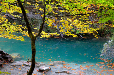 Canvas Print - Turquoise green water in the Urederra River Natural Reserve. Navarre. Spain