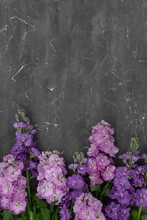 Bouquet Of Purple Spring Flowers On Wall Background. Copy Space. Mathiola Flowers.