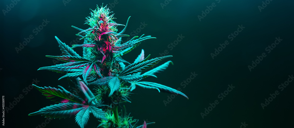 Cannabis fowering plant on dark green background. Long horizontal banner with marijuana hemp in colored light with purple hue. Coseup photo with cannabis bud in modern style with empty place for text - obrazy, fototapety, plakaty 