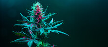 Cannabis Fowering Plant On Dark Green Background. Long Horizontal Banner With Marijuana Hemp In Colored Light With Purple Hue. Coseup Photo With Cannabis Bud In Modern Style With Empty Place For Text