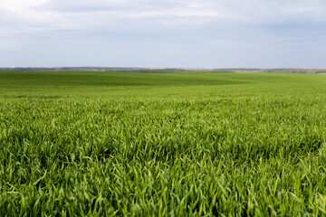 Wall Mural - Young green wheat seedlings growing in soil on a field. Close up on sprouting rye on a field. Sprouts of rye. Sprouts of young barley or wheat that have sprouted in the soil. Agriculture, cultivation.