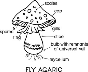 Sticker - Coloring page with structure of cartoon fruiting body of fly agaric (Amanita muscaria) mushroom isolated on white background