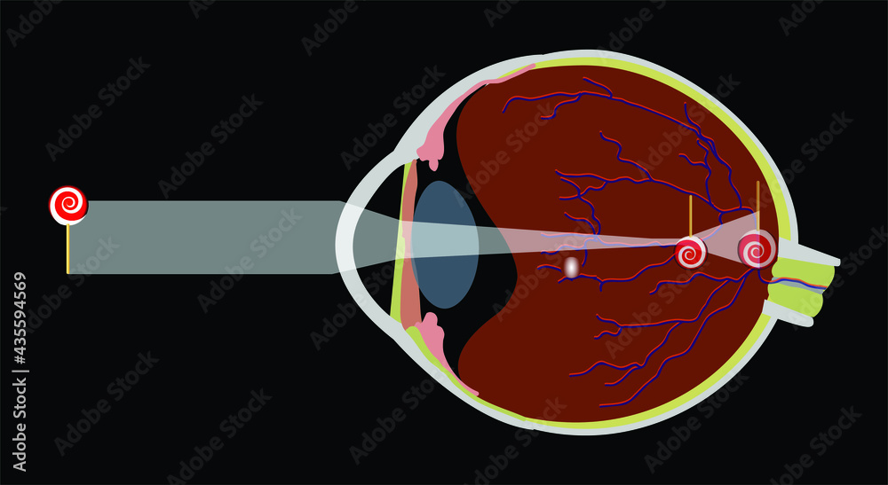 Vector Illustration of an Eye Anatomy Stock Vector | Adobe Stock