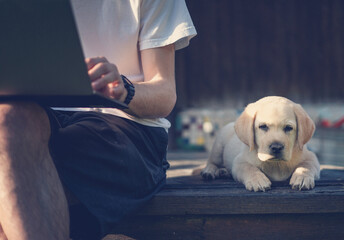 Cute labrador puppy sitting next to a young male owner working on a laptop