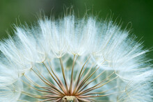 Dandelion Seeds In The Green Background