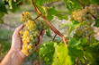 Grappe de raisin blanc dans la main du vigneron au moment des vendanges.