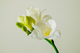Delicate freesia inflorescence isolated on grey background as spring holiday season symbol concept. Close up shot of fresh flowers with a lot of copy space for text. Minimalistic background.