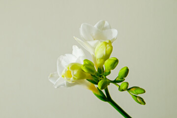 Wall Mural - Delicate freesia inflorescence isolated on grey background as spring holiday season symbol concept. Close up shot of fresh flowers with a lot of copy space for text. Minimalistic background.