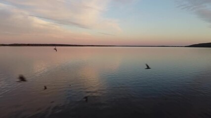 Wall Mural - smooth lake water with reflected dramatic pink clouds and swallows in sky