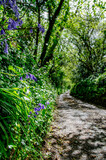 Fototapeta Fototapety z widokami - Pionowe ujęcie wiejskiej drogi i skarpy porośniętej bluebells w Kornwalii, Wielka Brytania