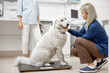 © rh2010 - Big happy white dog sitting on the veterinarian scales while doctor inspects the dog and owner behind the dog.