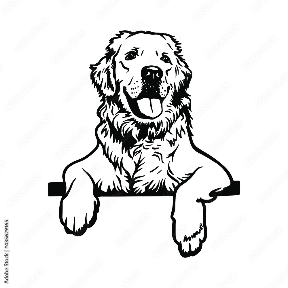 Portrait of a Golden Retriever With a tongue.
Clipart file for cutting vinyl stickers - obrazy, fototapety, plakaty 