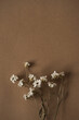Beautiful white wild flower on deep neutral pastel beige brown background. Aesthetic minimal floral composition. Flat lay, top view