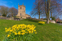 View Of Daffodils And St. Leonard's Church, Scarcliffe Near Chesterfield, Derbyshire, England, United Kingdom